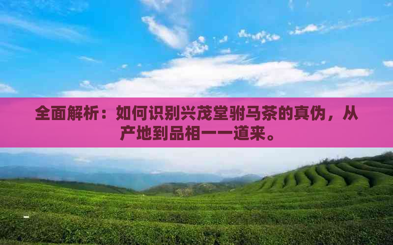 全面解析：如何识别兴茂堂驸马茶的真伪，从产地到品相一一道来。