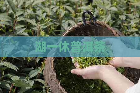 湖一休普洱茶