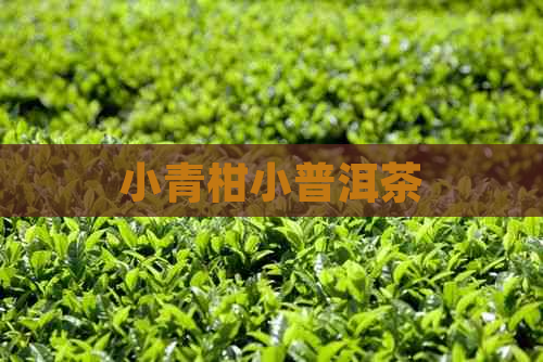 小青柑小普洱茶