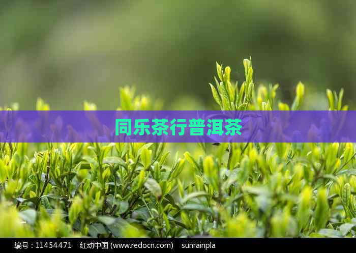 同乐茶行普洱茶