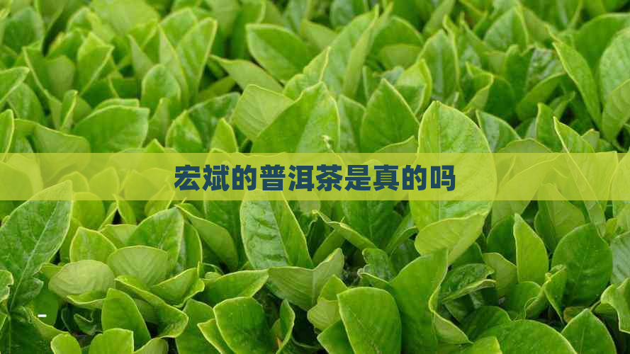 宏斌的普洱茶是真的吗