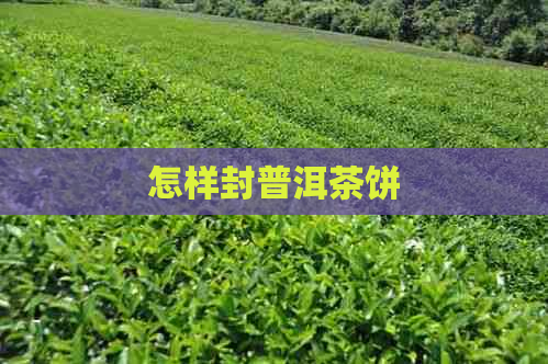 怎样封普洱茶饼