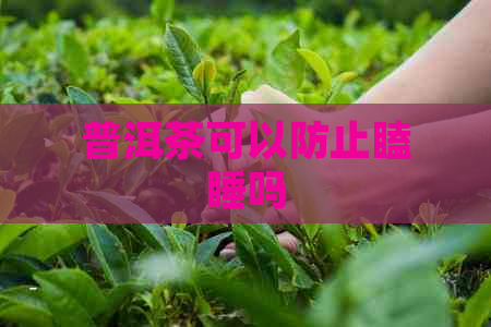 普洱茶可以防止瞌睡吗