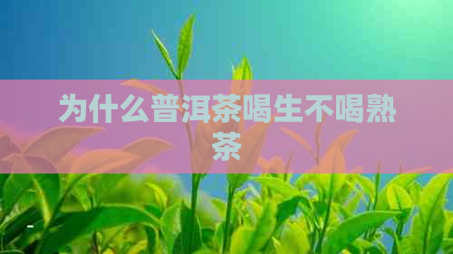 为什么普洱茶喝生不喝熟茶