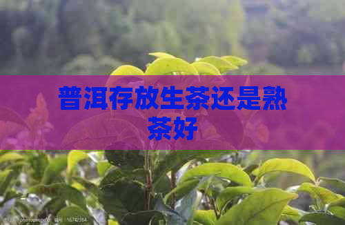 普洱存放生茶还是熟茶好