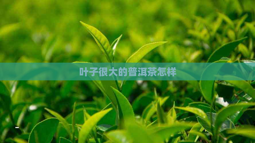 叶子很大的普洱茶怎样