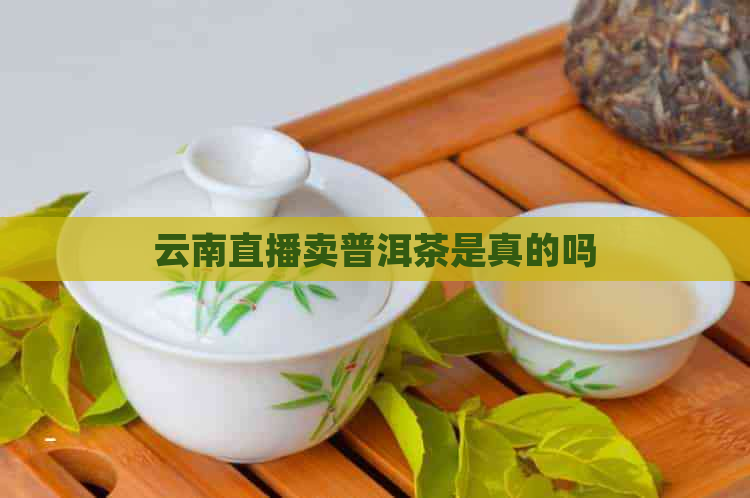 云南直播卖普洱茶是真的吗