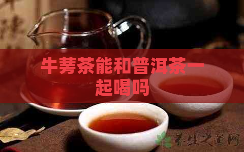 牛蒡茶能和普洱茶一起喝吗