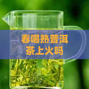 春喝熟普洱茶上火吗