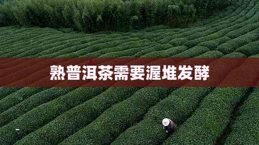 熟普洱茶需要渥堆发酵