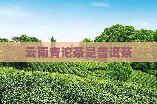 云南青沱茶是普洱茶