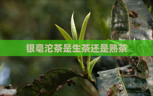 银毫沱茶是生茶还是熟茶