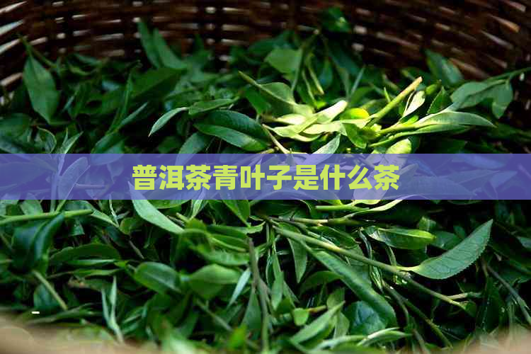 普洱茶青叶子是什么茶