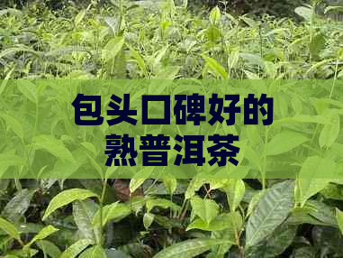 包头口碑好的熟普洱茶