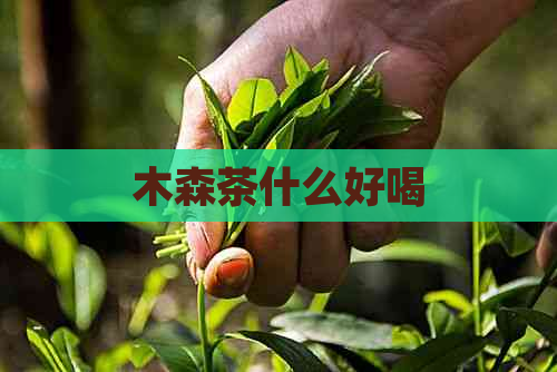 木森茶什么好喝