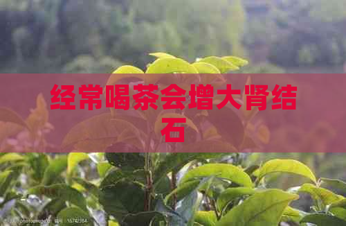 经常喝茶会增大肾结石