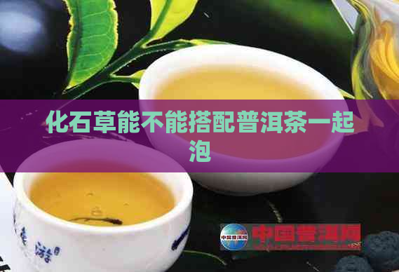 化石草能不能搭配普洱茶一起泡