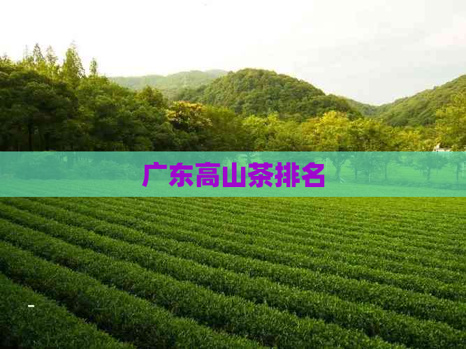 广东高山茶排名