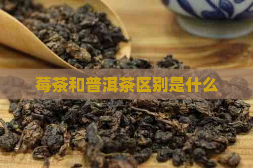 莓茶和普洱茶区别是什么