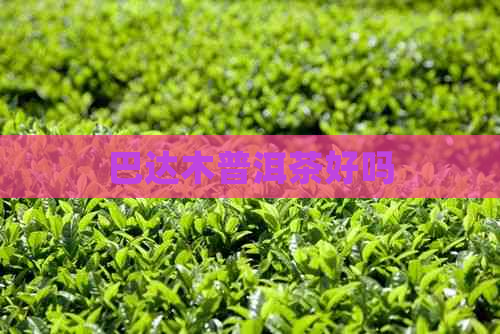 巴达木普洱茶好吗