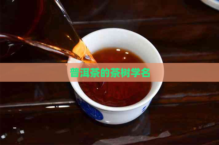 普洱茶的茶树学名