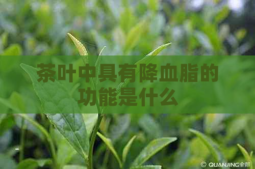 茶叶中具有降血脂的功能是什么