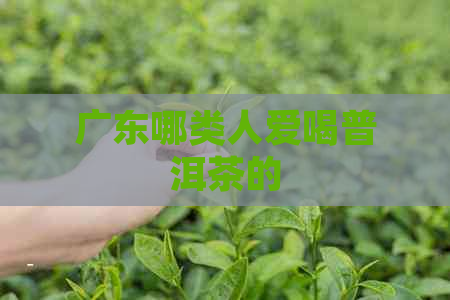 广东哪类人爱喝普洱茶的