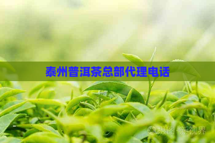 泰州普洱茶总部代理电话