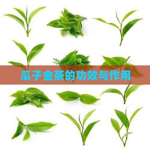 瓜子金茶的功效与作用