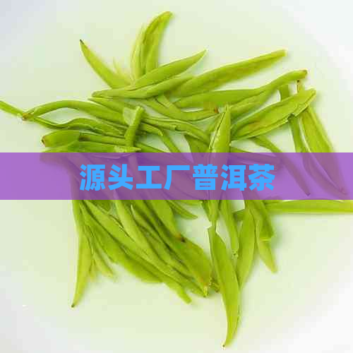 源头工厂普洱茶