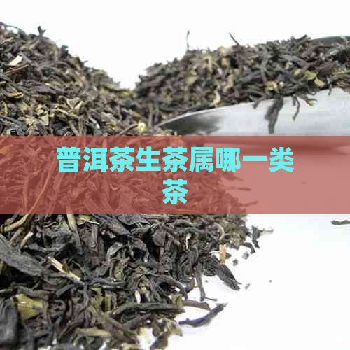 普洱茶生茶属哪一类茶