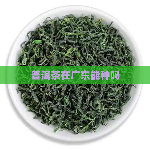 普洱茶在广东能种吗