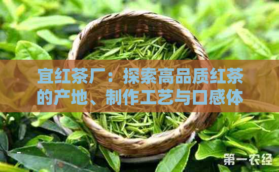 宜红茶厂：探索高品质红茶的产地、制作工艺与口感体验