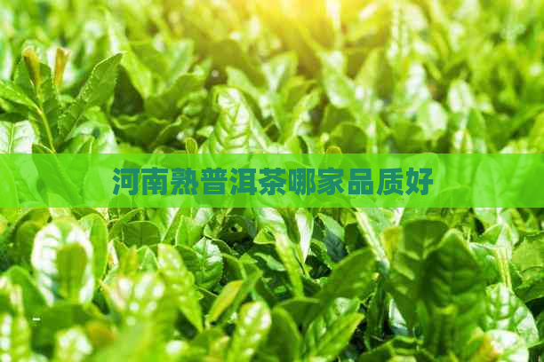 河南熟普洱茶哪家品质好