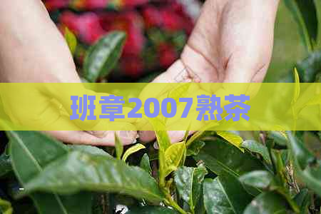 班章2007熟茶