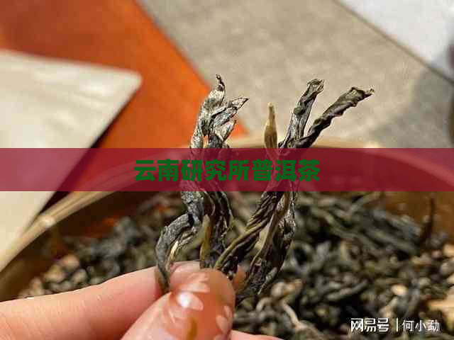 云南研究所普洱茶