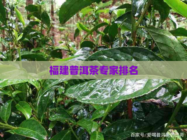 福建普洱茶专家排名