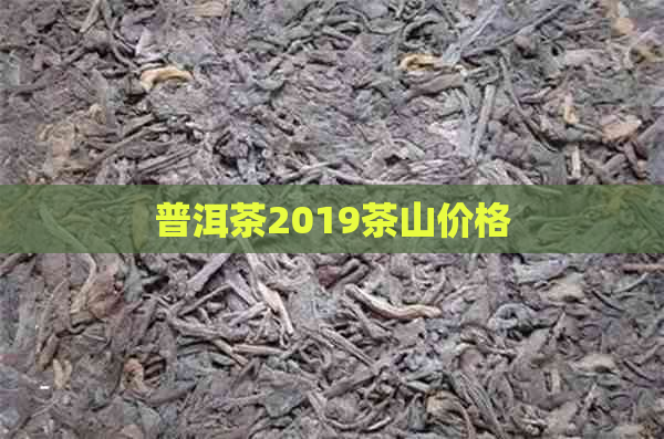 普洱茶2019茶山价格