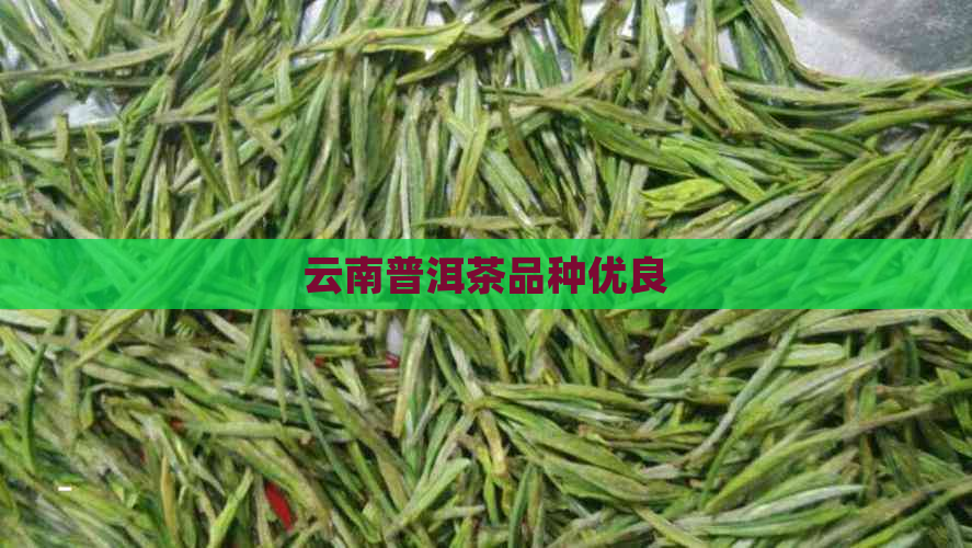 云南普洱茶品种优良