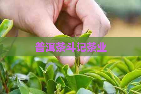 普洱茶斗记茶业