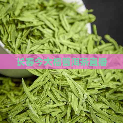 长春今大福普洱茶直播