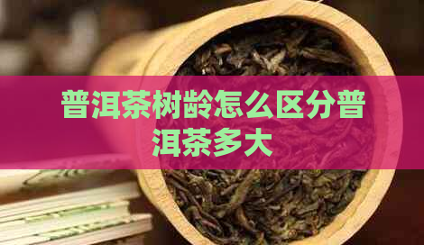 普洱茶树龄怎么区分普洱茶多大