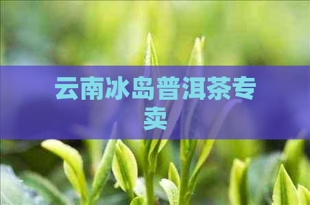 云南冰岛普洱茶专卖