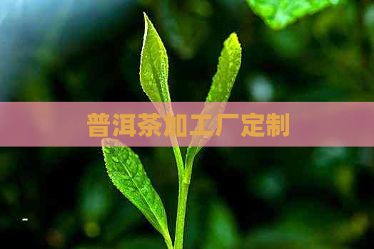 普洱茶加工厂定制