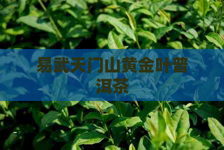 易武天门山黄金叶普洱茶