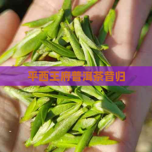 平西王府普洱茶昔归