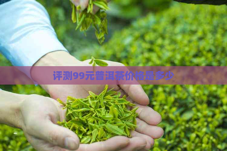 评测99元普洱茶价格是多少