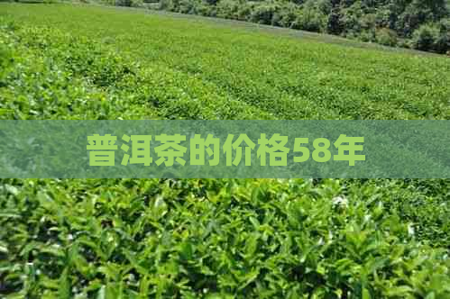 普洱茶的价格58年