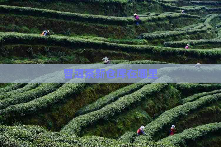 普洱茶新仓库在哪里