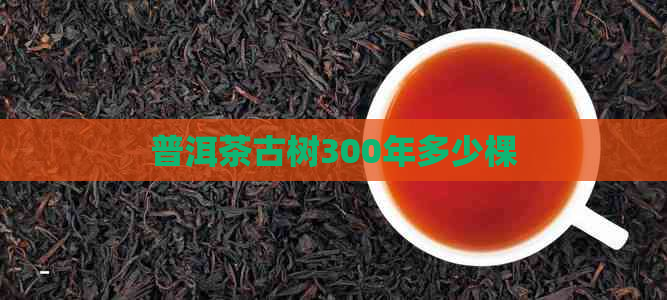 普洱茶古树300年多少棵